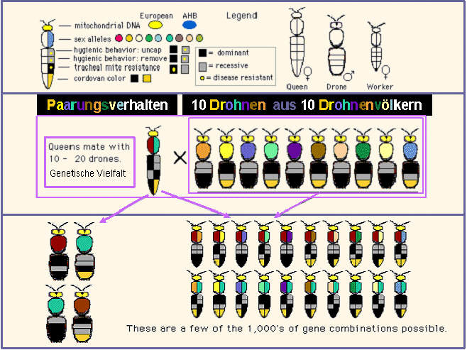 Genkombinationen in Abhängigkeit von der Anzahl der Paarungspartner/Drohnen